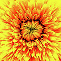 Macro Flower Petals Digital Art by Phil Perkins Macro Flower Petals Digital Art by Phil Perkins