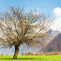 Magic Tree Photograph by Pavel Melnikov Magic Tree Photograph by Pavel Melnikov