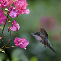 Magnificent Hummingbird Female Feeding Photograph by Tim Fitzharris Magnificent Hummingbird Female Feeding Photograph by Tim Fitzharris