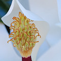 Magnolia Blossom 1 Photograph by Amy Fose Magnolia Blossom 1 Photograph by Amy Fose