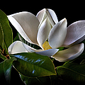 Magnolia Photograph by Endre Balogh Magnolia Photograph by Endre Balogh