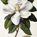 Magnolia grandiflora Painting by Georg Dionysius Ehret Magnolia grandiflora Painting by Georg Dionysius Ehret