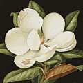 Magnolia Grandiflora Painting by Jenny Barron Magnolia Grandiflora Painting by Jenny Barron