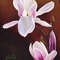 Magnolia Open Petal by Daniela Easter