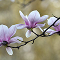 Magnolia Trio Photograph by Ann Bridges Magnolia Trio Photograph by Ann Bridges