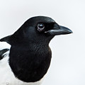 Magpie portrait Photograph by Torbjorn Swenelius Magpie portrait Photograph by Torbjorn Swenelius