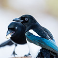 Magpies and the peanuts Photograph by Torbjorn Swenelius Magpies and the peanuts Photograph by Torbjorn Swenelius