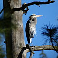 Majestic Great Blue Heron 2 by Ben Upham III Majestic Great Blue Heron 2 by Ben Upham III