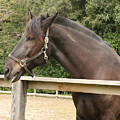 Majestic Horse Photograph by Marc Champagne Majestic Horse Photograph by Marc Champagne