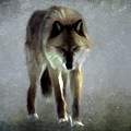 Majestic Wolf Photograph by David Dehner Majestic Wolf Photograph by David Dehner