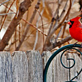 Male Cardinal by Edward Peterson Male Cardinal by Edward Peterson