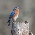 Male Eastern Bluebird Singing DSB0287 Photograph by Gerry Gantt Male Eastern Bluebird Singing DSB0287 Photograph by Gerry Gantt