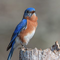 Male Eastern Bluebird Singing DSB0288 Photograph by Gerry Gantt Male Eastern Bluebird Singing DSB0288 Photograph by Gerry Gantt