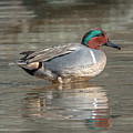 Male Green-winged Teal DWF0171 Photograph by Gerry Gantt Male Green-winged Teal DWF0171 Photograph by Gerry Gantt