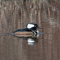 Male Hooded Merganser DWF0161 Photograph by Gerry Gantt Male Hooded Merganser DWF0161 Photograph by Gerry Gantt