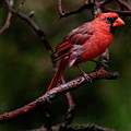 Male Northern Cardinal Photograph by Debra Martz Male Northern Cardinal Photograph by Debra Martz