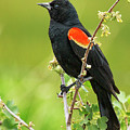 Male Red-winged Blackbird Photograph by Belinda Greb Male Red-winged Blackbird Photograph by Belinda Greb