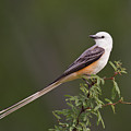 Male Scissor-tail Flycatcher Tyrannus Forficatus Wild Texas Photograph by Dave Welling Male Scissor-tail Flycatcher Tyrannus Forficatus Wild Texas Photograph by Dave Welling