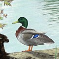 Mallard 2010 Digital Art by Troy Stapek Mallard 2010 Digital Art by Troy Stapek