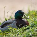 Mallard Drake on the Ohio River Bank Photograph by Holden The Moment Mallard Drake on the Ohio River Bank Photograph by Holden The Moment