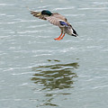 Mallard Drake Coming In For A Landing On The Ohio Photograph by Holden The Moment Mallard Drake Coming In For A Landing On The Ohio Photograph by Holden The Moment