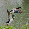 Mallard Drakes Photograph by Holden The Moment Mallard Drakes Photograph by Holden The Moment