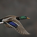Mallard Duck in Flight Artsy2 by Nikki Vig Mallard Duck in Flight Artsy2 by Nikki Vig