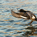 Mallard landing Photograph by Jason Hughes Mallard landing Photograph by Jason Hughes