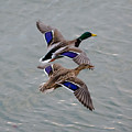 Mallards in Flight Photograph by Holden The Moment Mallards in Flight Photograph by Holden The Moment