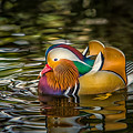 Mandarin Rainbow Photograph by Rikk Flohr Mandarin Rainbow Photograph by Rikk Flohr