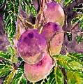 Mango tree fruit by Derek Mccrea Mango tree fruit by Derek Mccrea
