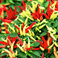 Many Peppers by Todd Klassy Many Peppers by Todd Klassy