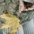 Maple Leaf. Prickle Tenderness Photograph by Inna Mosina Maple Leaf. Prickle Tenderness Photograph by Inna Mosina