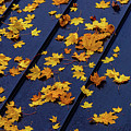 Maple Leaves on a Metal Roof Photograph by Joe Shrader Maple Leaves on a Metal Roof Photograph by Joe Shrader