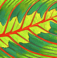 Maranta Red 2 Digital Art by ABeautifulSky Photography by Bill Caldwell Maranta Red 2 Digital Art by ABeautifulSky Photography by Bill Caldwell