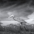 March of the Great Blue Herons Vol 2 Photograph by Mark Andrew Thomas March of the Great Blue Herons Vol 2 Photograph by Mark Andrew Thomas