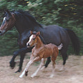 Mare and Foal by E Colin Williams ARCA
