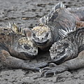 Marine Iguana Rendevous Photograph by Ben Foster Marine Iguana Rendevous Photograph by Ben Foster
