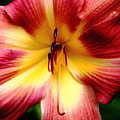 Maroon Daylily Photograph by Allen Nice-Webb Maroon Daylily Photograph by Allen Nice-Webb