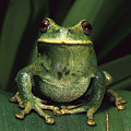 Marsupial Frog Gastrotheca Orophylax Photograph by Pete Oxford Marsupial Frog Gastrotheca Orophylax Photograph by Pete Oxford