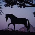 Marwari Horse in Twilight Photograph by Ekaterina Druz Marwari Horse in Twilight Photograph by Ekaterina Druz