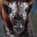 Masked Bison II Photograph by Mark Miller Masked Bison II Photograph by Mark Miller
