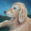 Max- Portrait Of A Golden Retriever by Nancy Mueller Max- Portrait Of A Golden Retriever by Nancy Mueller