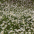 Meadow Of Daises Wildflowers Panorama Photograph by James BO Insogna Meadow Of Daises Wildflowers Panorama Photograph by James BO Insogna