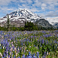 Meadow of Lupine Near Mount Rainier Photograph by Jeff Goulden Meadow of Lupine Near Mount Rainier Photograph by Jeff Goulden