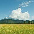 Meadow of Sunflowers and the San Francisco Peaks Photograph by Jeff Goulden Meadow of Sunflowers and the San Francisco Peaks Photograph by Jeff Goulden