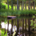 Meadow Pond Photograph by Anthony Michael Bonafede Meadow Pond Photograph by Anthony Michael Bonafede