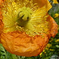 Mellow Yellow - signed by Michele Penn