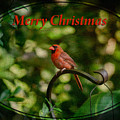 Merry Christmas Cardinal by Diane Macdonald