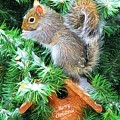 Merry Christmas Squirrel Photograph by Tina LeCour Merry Christmas Squirrel Photograph by Tina LeCour